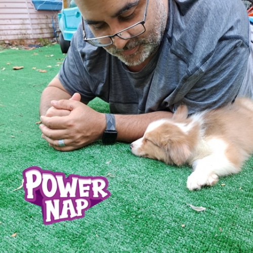 Shetland Sheepdog Mix