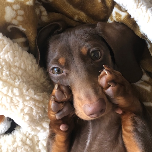 Dachshund