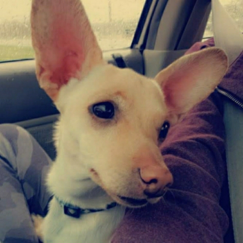 Willy persistent nelson