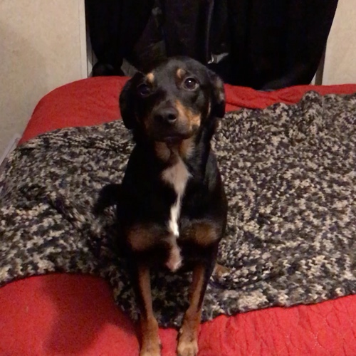 Doberman Pinscher Mix