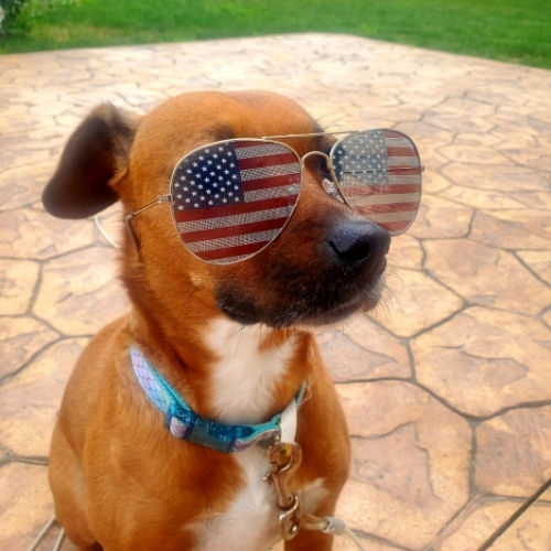 Rhodesian Ridgeback Mix