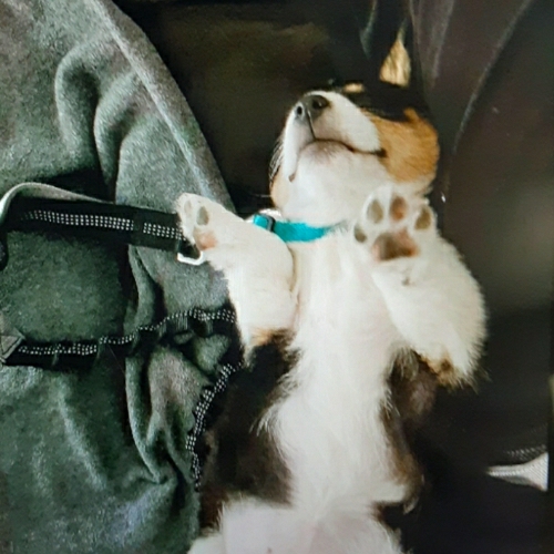 Pembroke Welsh Corgi