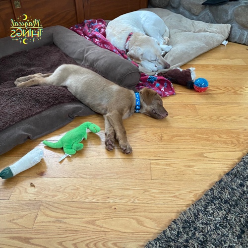 Chocolate Labrador Retriever