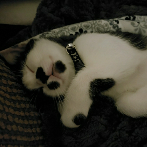 American Polydactyl Mix