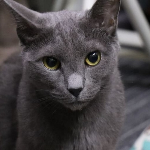 Russian Blue Mix Cat Breed - The Cutest Russian Blue Mix Photos