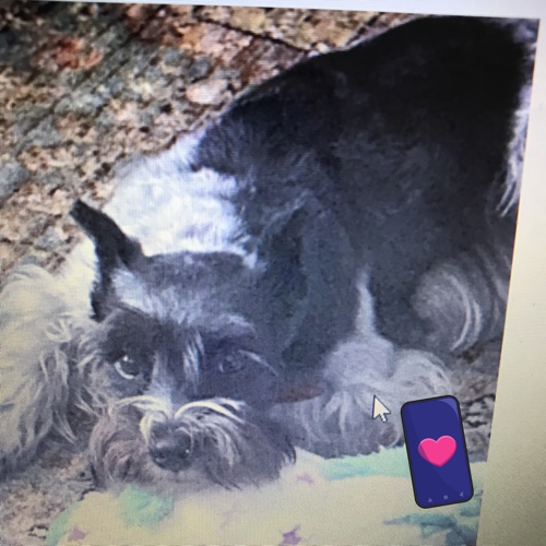 Minature Schnauzer Mix