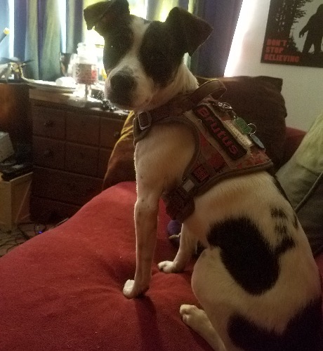 Parson Russell Terrier