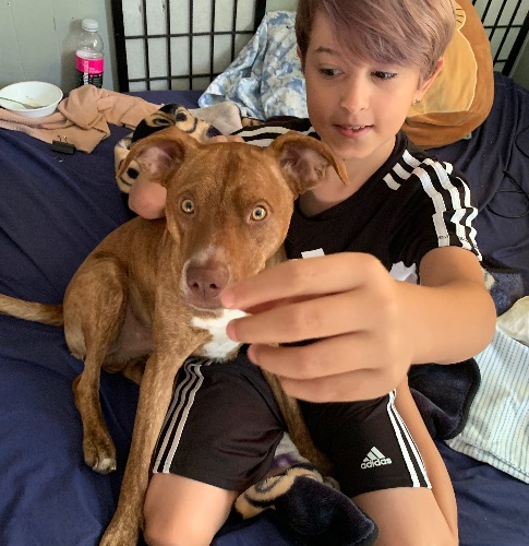 American English Coonhound Mix