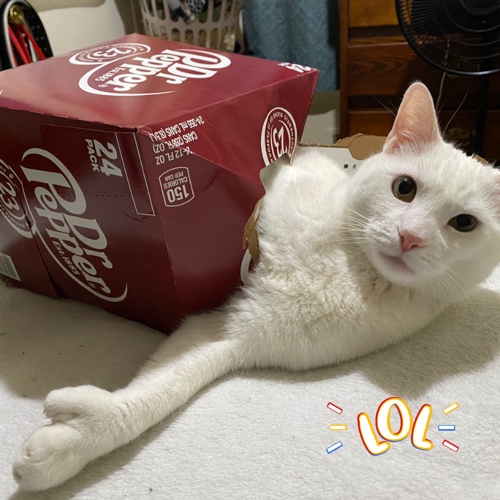 American Polydactyl Mix