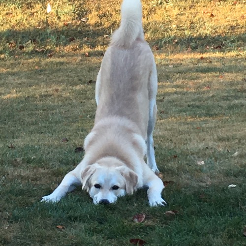 Great pyrenees lab store mix