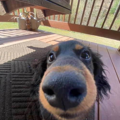 Long Haired Daschund