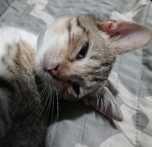 Exotic Shorthair Mix