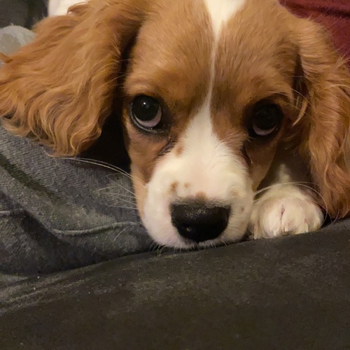 Cavalier King Charles Spaniel