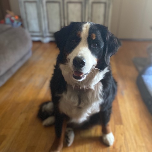 Bernese Mountain Dog