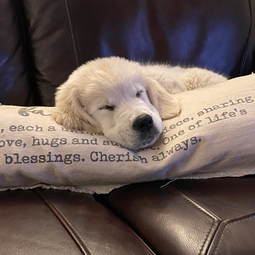 English Cream Golden Retriever