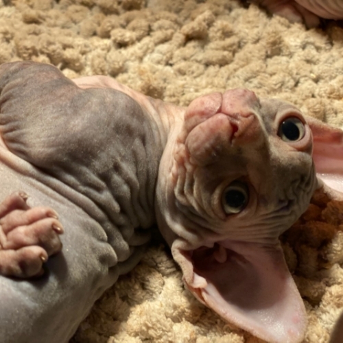 Sphynx
