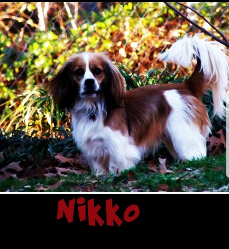 Nikko
