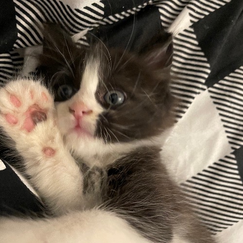 Domestic Long Hair Mix