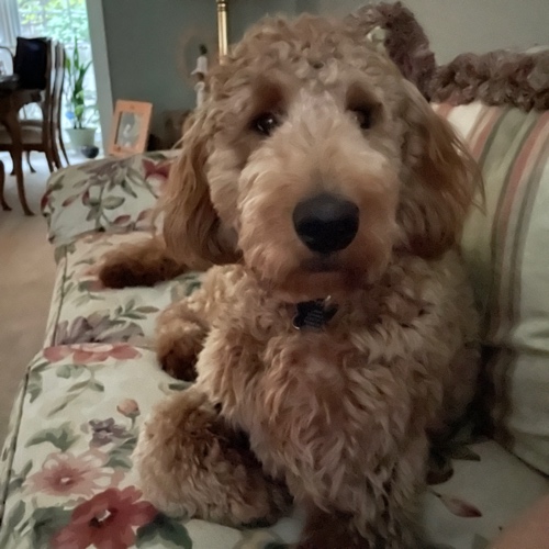 Goldendoodle