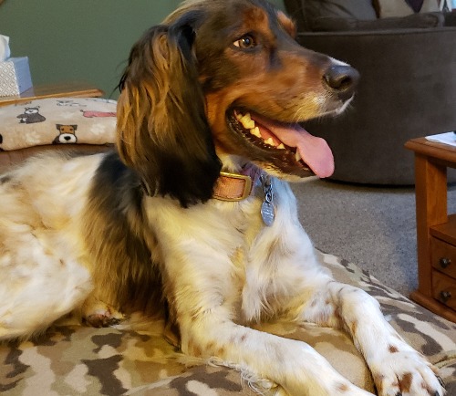 English Springer Spaniel