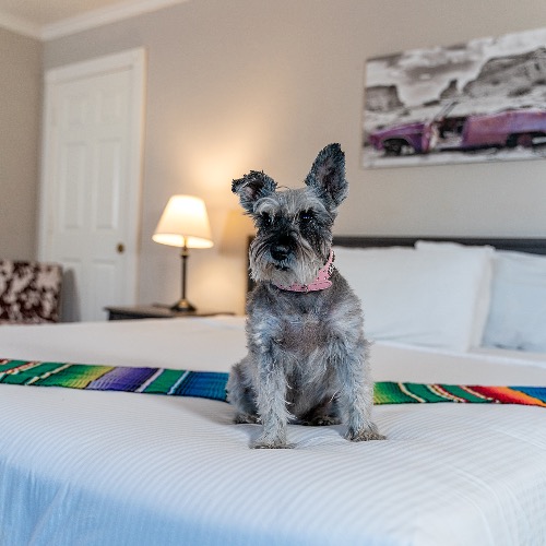Miniature Schnauzer Mix