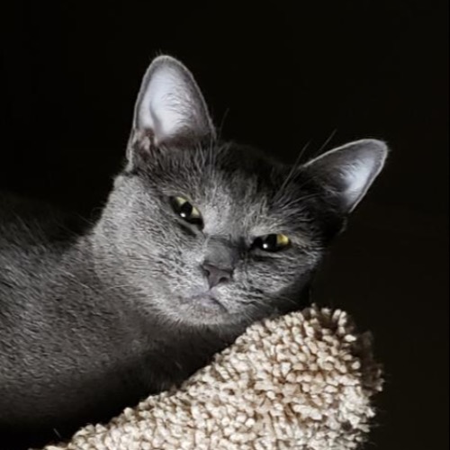 Korat Cat Breed - The Cutest Korat Photos