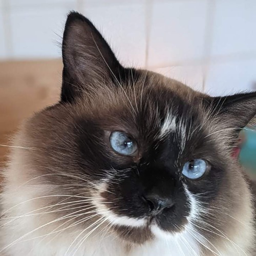 Ragdoll Mix