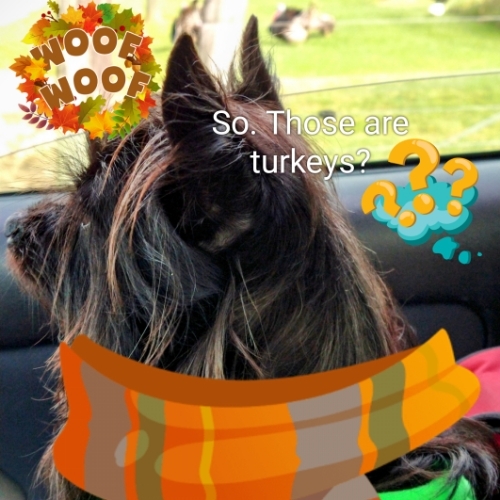 BooBear Wigglebottom