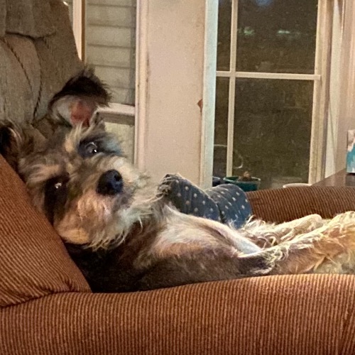 Schnauzer Mix