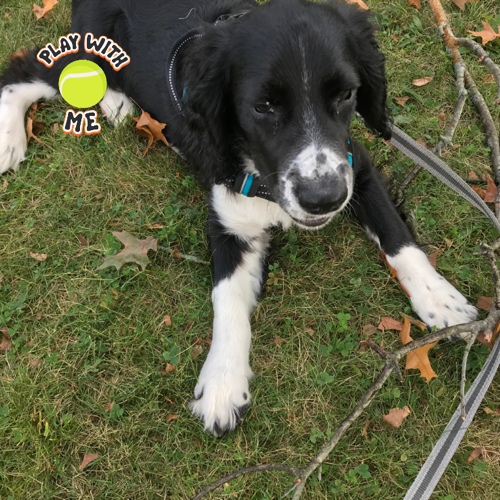 English Springer Spaniel