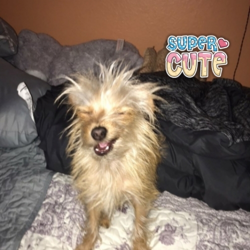 Yorkie rat hot sale terrier