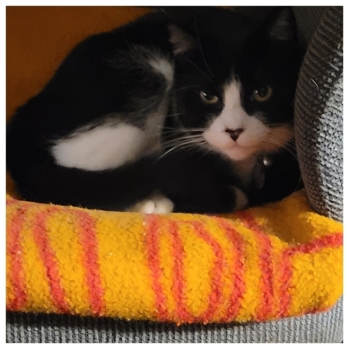 Lady Lil Ms Kitty Girl