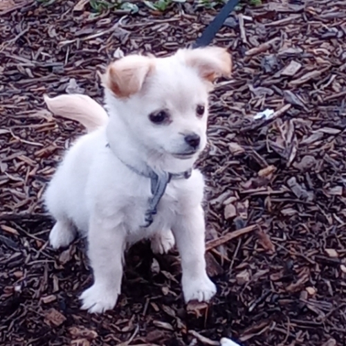 shi-chi-dog-breed-the-cutest-shi-chi-photos