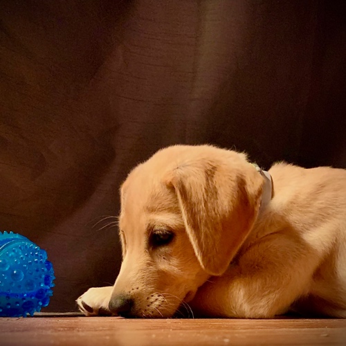 Sweet Jessamine of Tupelo Bay