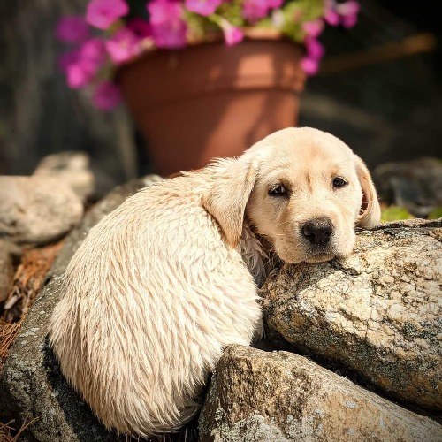 Yellow Labrador Retriever Mix