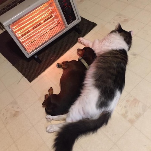 Miniature Dachshund Mix