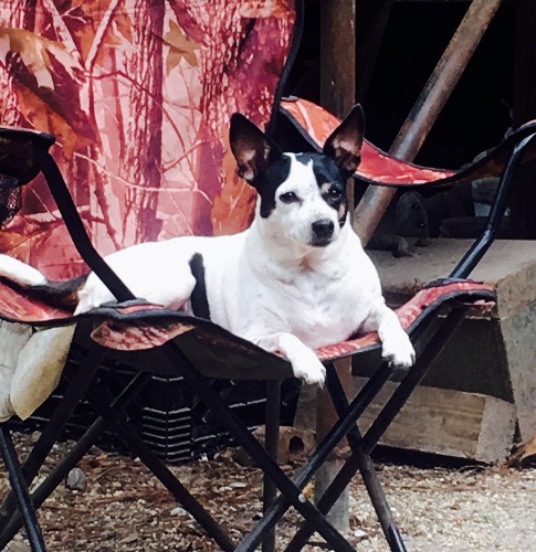 American Hairless Terrier