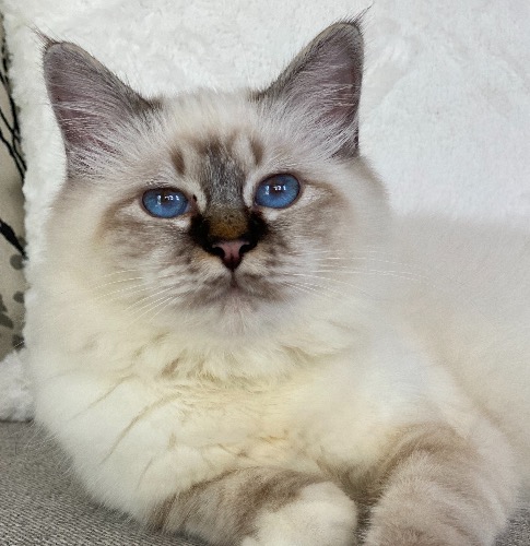 Birman