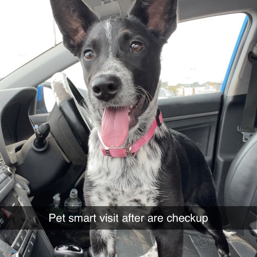 Australian Shepherd Mix