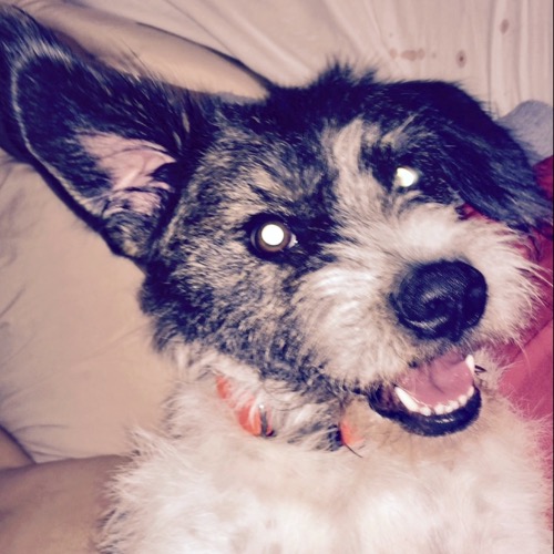 Parson Russell Terrier