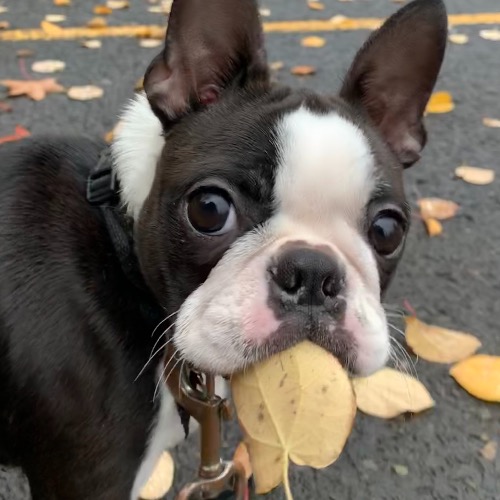 can boston terriers have bananas