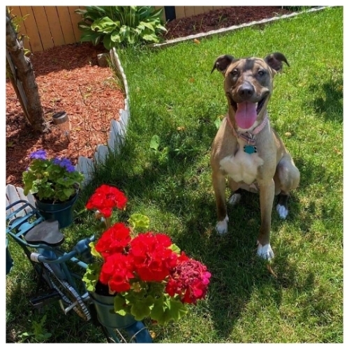 American Pitbull Mix