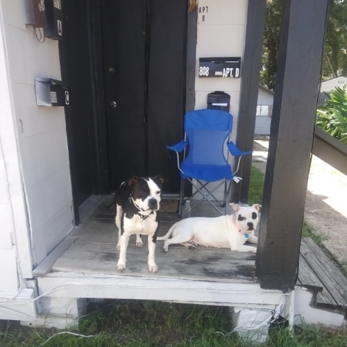 Well I have 2 dogs one name Richhomie and the other named fat