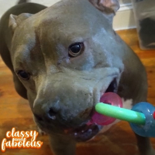 American Staffordshire Terrier