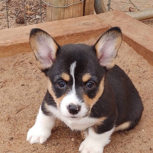 Pembroke Welsh Corgi