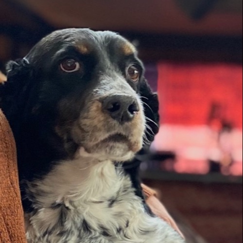 English Springer Spaniel