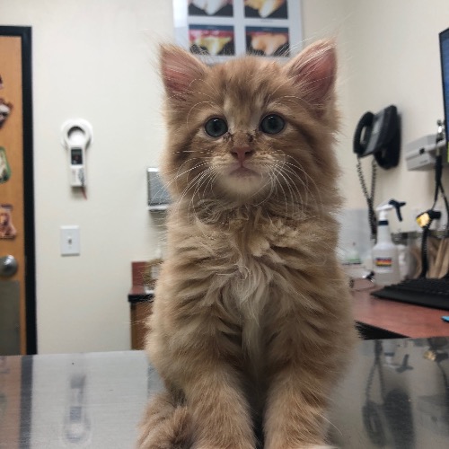 Winston Albert Churchill