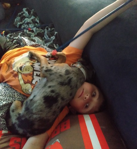 Catahoula Leopard Dog