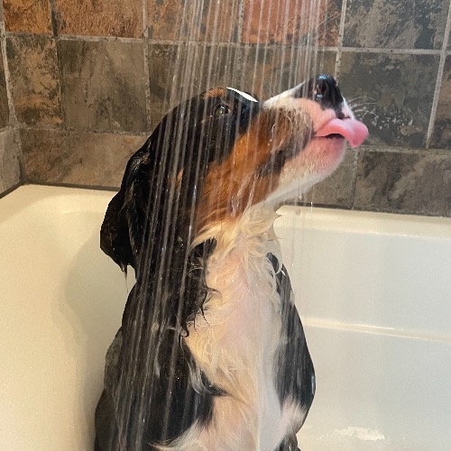 Bernese Mountain Dog