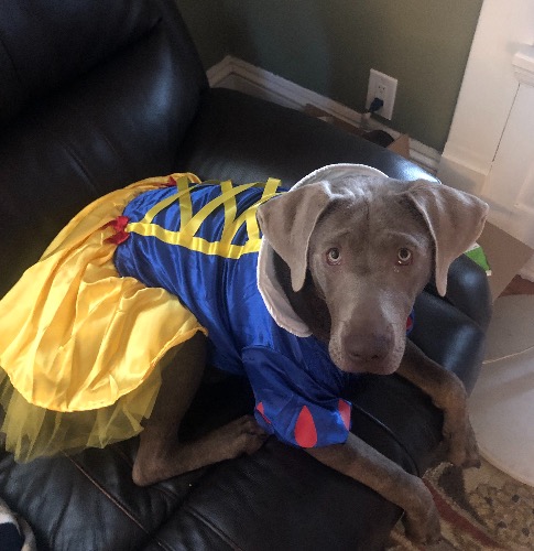 Silver Labrador Retriever